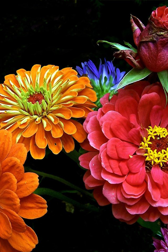Обои цветы, лепестки, черный фон, букет, циния, цинии, flowers, petals, black background, bouquet, tsiniya, zinnia разрешение 1920x1440 Загрузить