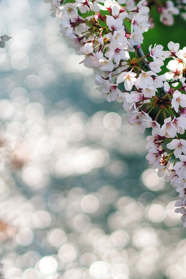 Обои цветы, цветение, макро, ветки, весна, боке, flowers, flowering, macro, branches, spring, bokeh разрешение 1920x1200 Загрузить