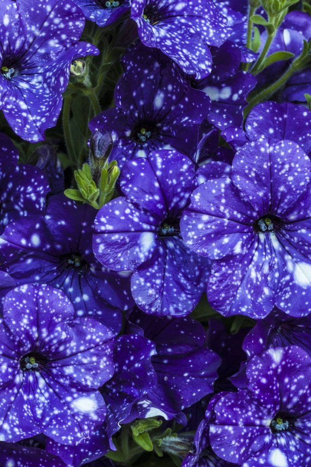 Обои цветы, красивые, фиолетовые, петунья, flowers, beautiful, purple, petunia разрешение 5616x3744 Загрузить