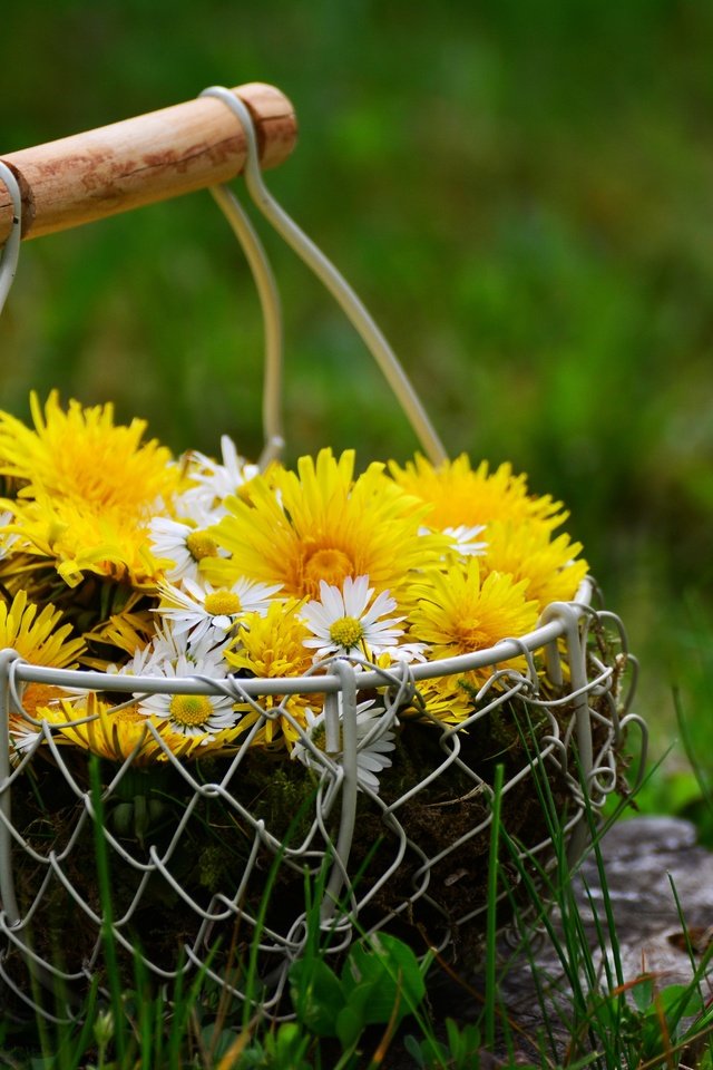 Обои цветы, трава, природа, весна, ромашки, одуванчики, корзинка, flowers, grass, nature, spring, chamomile, dandelions, basket разрешение 6000x4000 Загрузить