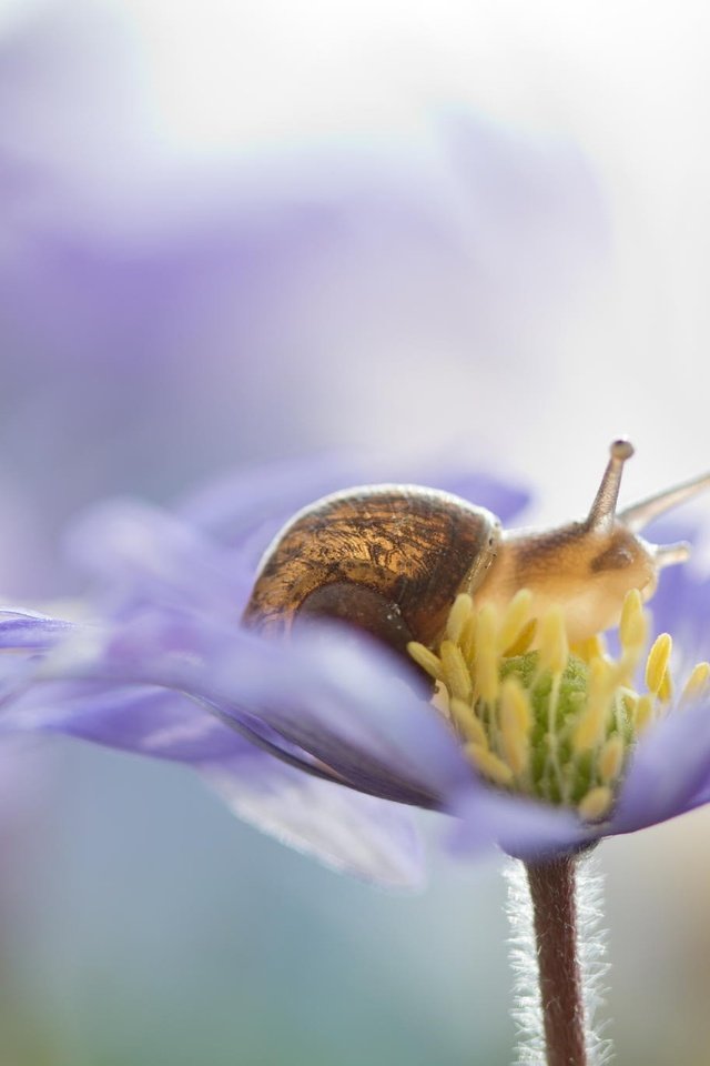 Обои цветы, природа, макро, лепестки, улитка, flowers, nature, macro, petals, snail разрешение 2048x1365 Загрузить