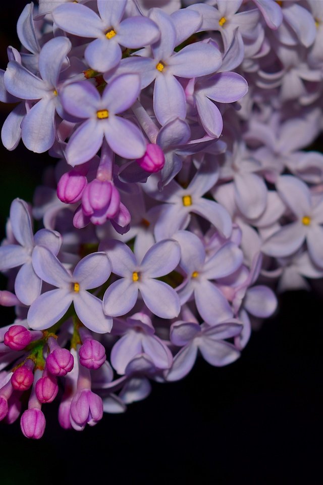 Обои цветы, ветка, цветение, весна, черный фон, сирень, flowers, branch, flowering, spring, black background, lilac разрешение 4496x3000 Загрузить