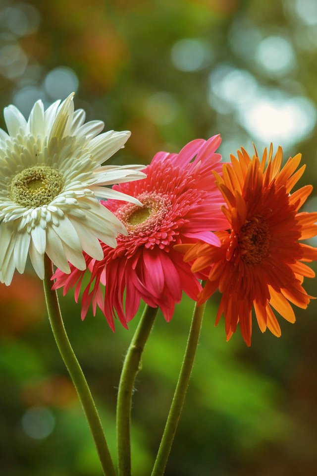 Обои цветы, природа, красный, белый, оранжевый, гербера,  цветы, flowers, nature, red, white, orange, gerbera разрешение 2048x1356 Загрузить