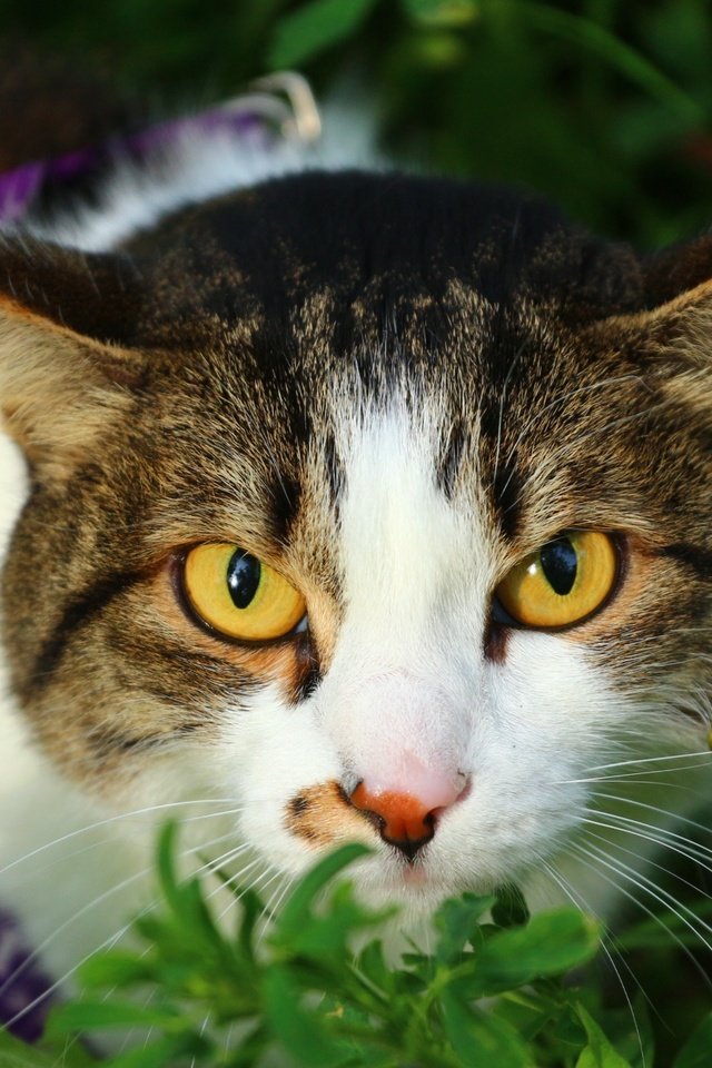 Обои глаза, трава, кот, мордочка, усы, кошка, взгляд, eyes, grass, cat, muzzle, mustache, look разрешение 1920x1280 Загрузить