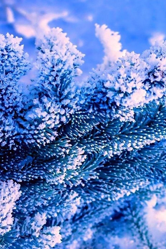 Обои снег, природа, елка, зима, иней, синий фон, голубая ель, snow, nature, tree, winter, frost, blue background, blue spruce разрешение 1920x1080 Загрузить
