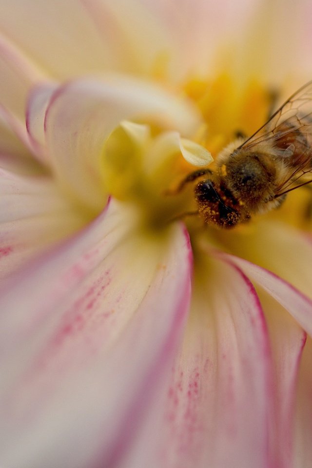 Обои насекомое, цветок, лепестки, пчела, георгин, insect, flower, petals, bee, dahlia разрешение 2048x1365 Загрузить