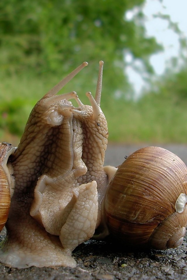 Обои отношения, улитки, виноградная улитка, relationship, snails, grape snail разрешение 2468x1626 Загрузить