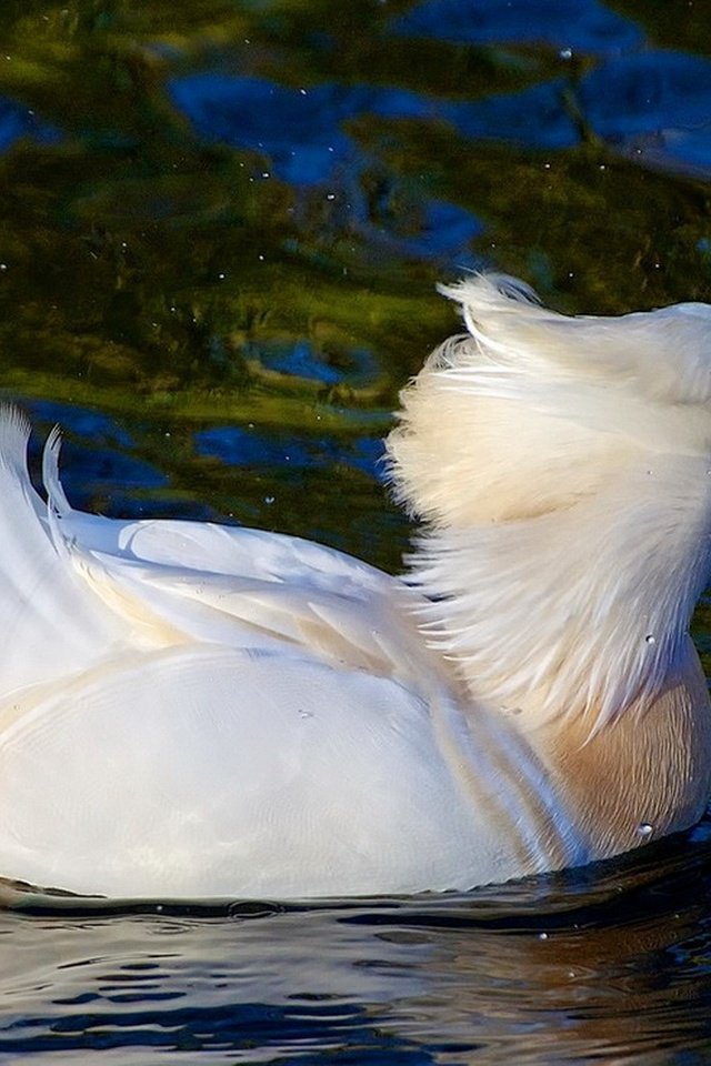 Обои вода, отражение, птица, клюв, перья, утка, плывет, water, reflection, bird, beak, feathers, duck, floats разрешение 1920x1086 Загрузить