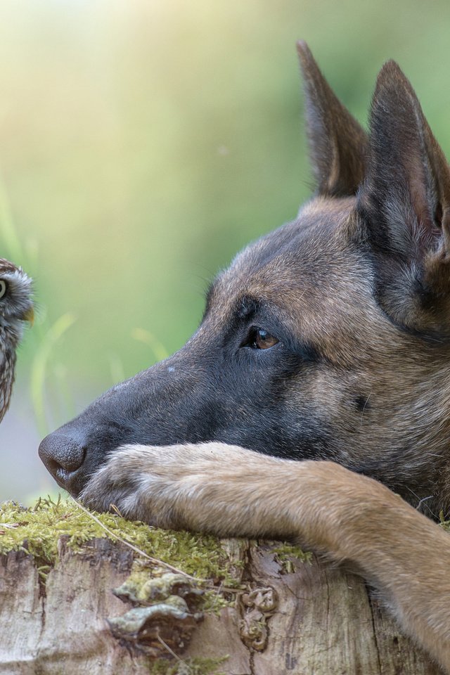 Обои сова, собака, профиль, птица, пень, owl, dog, profile, bird, stump разрешение 2048x1363 Загрузить