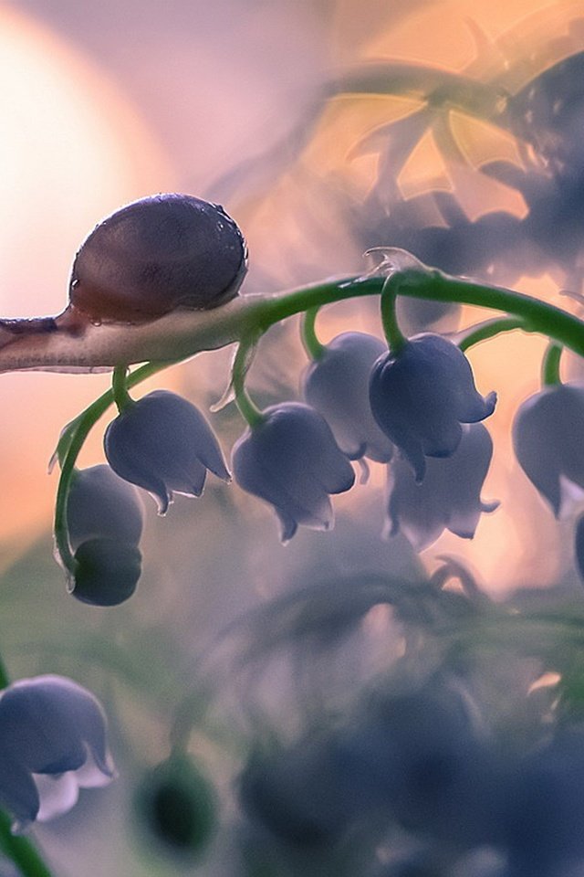 Обои цветы, природа, макро, улитка, ландыш, flowers, nature, macro, snail, lily of the valley разрешение 1980x1429 Загрузить