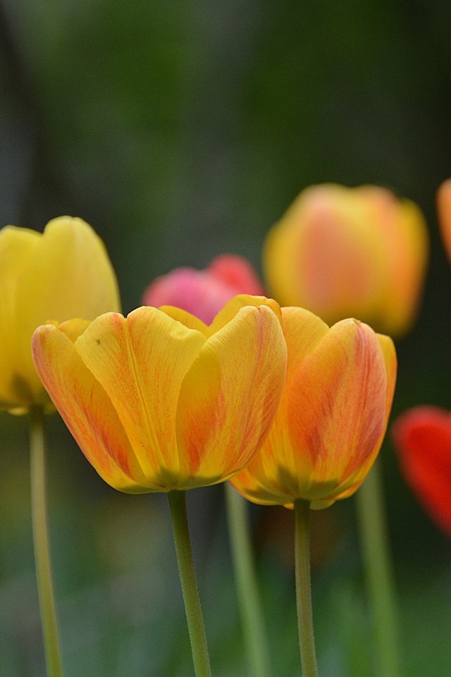 Обои цветы, бутоны, лепестки, размытость, весна, тюльпаны, стебли, flowers, buds, petals, blur, spring, tulips, stems разрешение 6000x4000 Загрузить