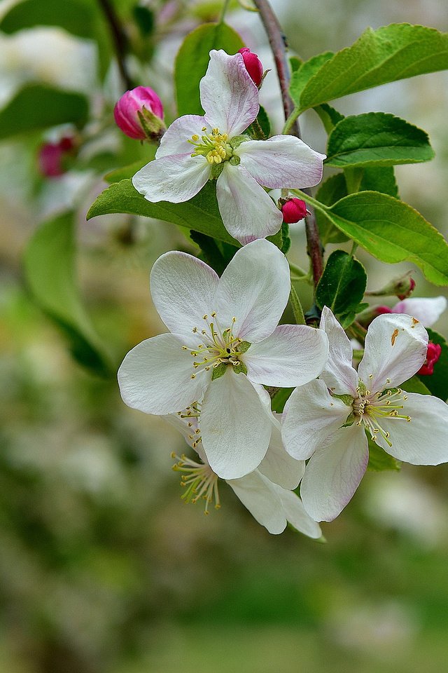 Обои ветка, дерево, цветение, весна, яблоня, branch, tree, flowering, spring, apple разрешение 2048x1372 Загрузить