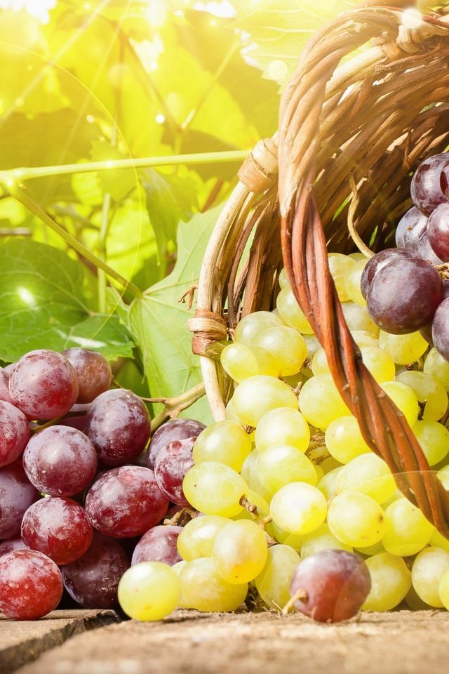 Обои виноград, лето, корзина, grapes, summer, basket разрешение 2560x1440 Загрузить