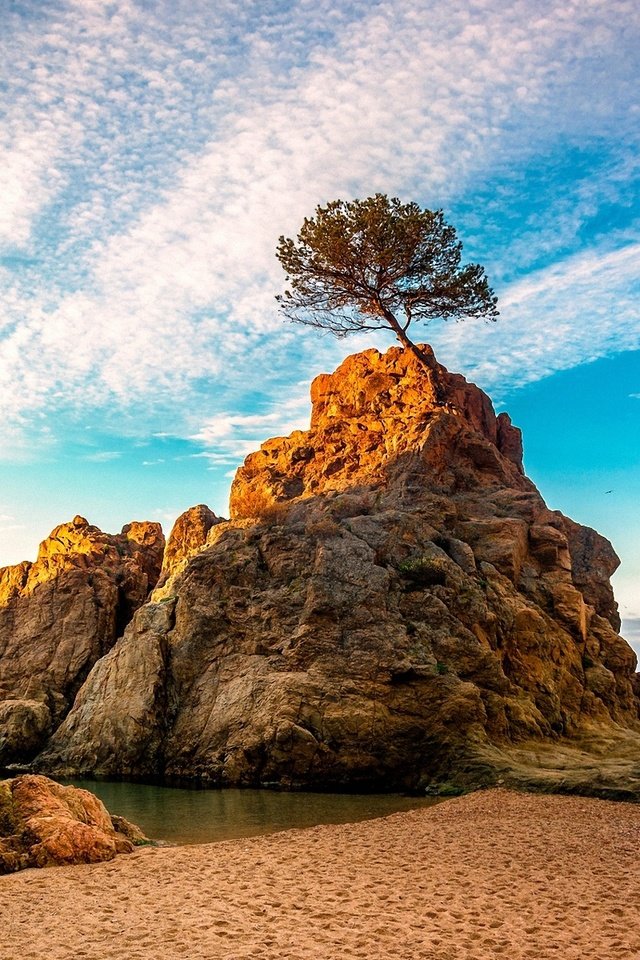 Обои вода, дерево, лучи, море, скала, рассвет, water, tree, rays, sea, rock, dawn разрешение 1920x1200 Загрузить