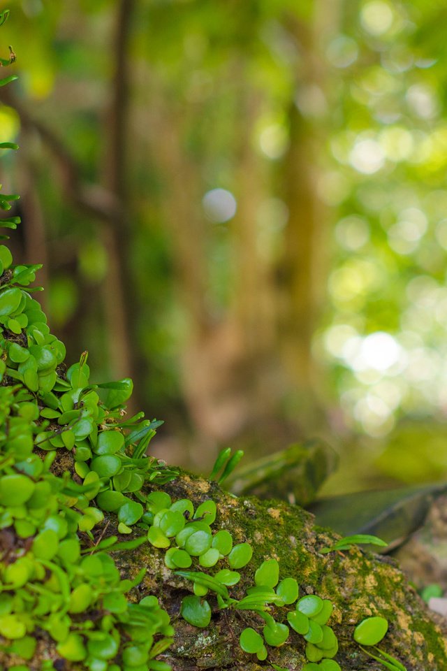 Обои природа, листья, макро, фон, растение, боке, nature, leaves, macro, background, plant, bokeh разрешение 2880x1800 Загрузить