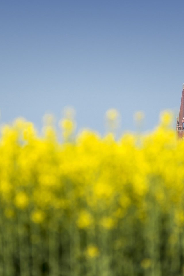 Обои цветы, природа, башни, хорватия, дьяково, flowers, nature, tower, croatia, djakovo разрешение 1920x1200 Загрузить