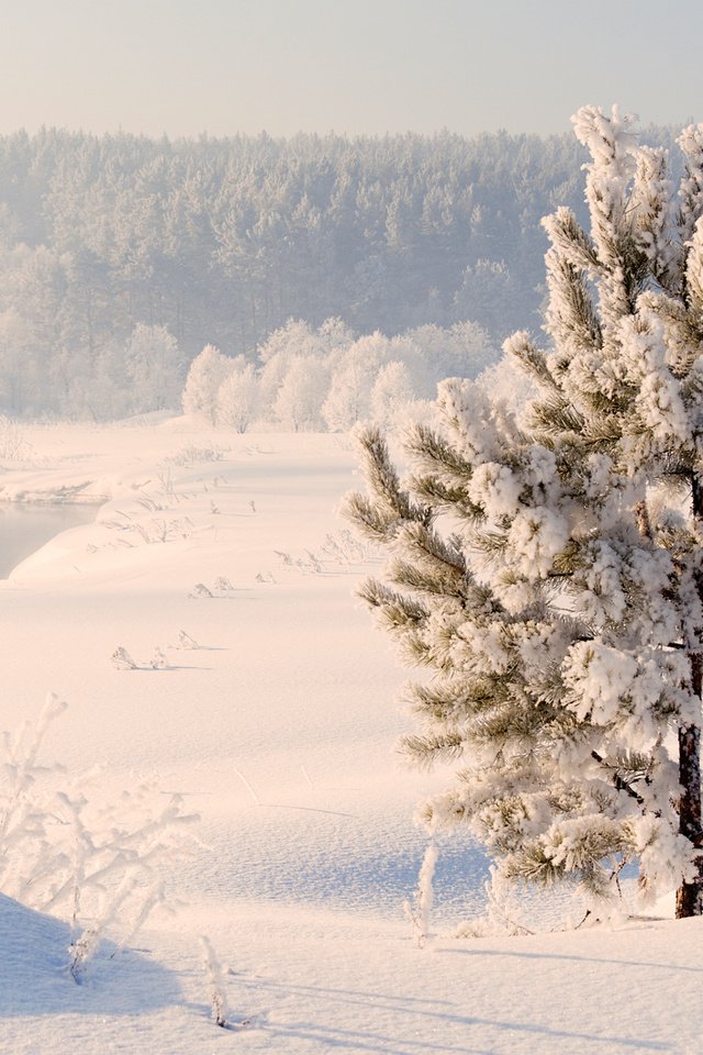 Обои река, снег, природа, зима, россия, сосна, урал, river, snow, nature, winter, russia, pine, ural разрешение 2560x1600 Загрузить