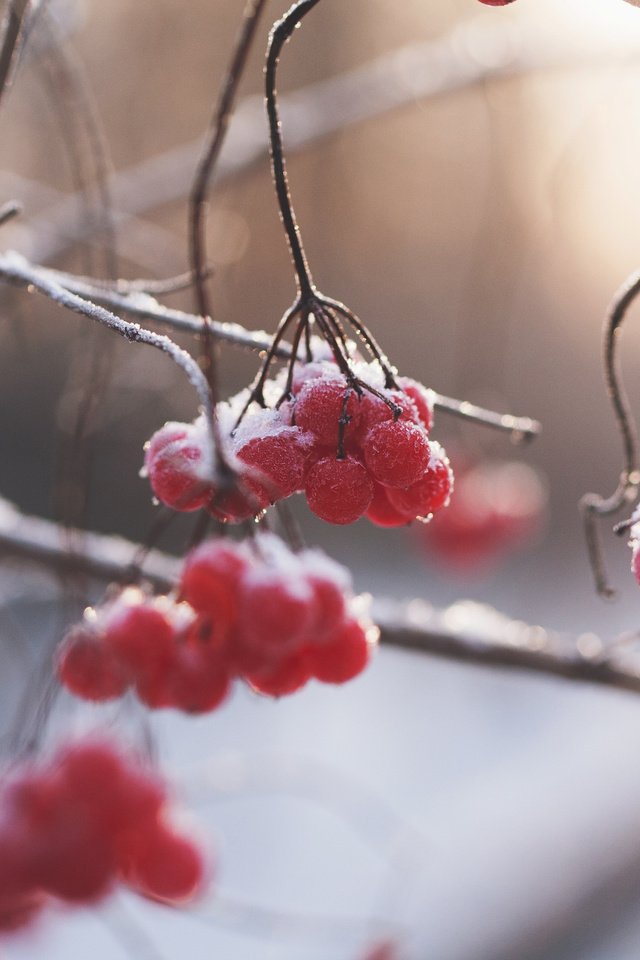 Обои природа, зима, ветки, размытость, ягоды, рябина, nature, winter, branches, blur, berries, rowan разрешение 3840x2400 Загрузить