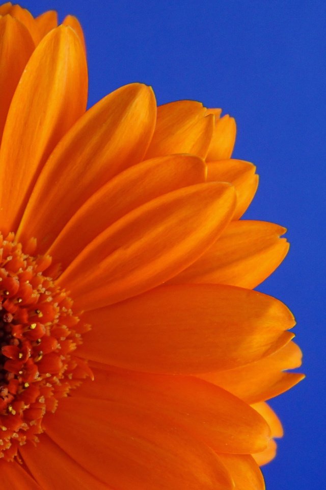 Обои цветок, лепестки, календула, ноготки, flower, petals, calendula, marigolds разрешение 2880x1800 Загрузить