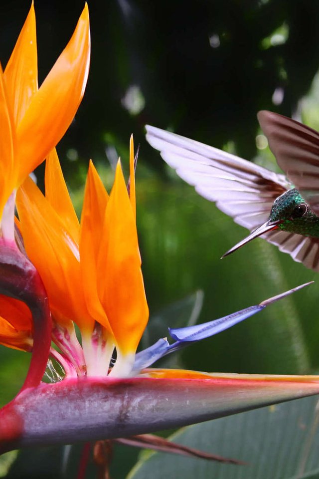 Обои полет, цветок, крылья, птица, клюв, перья, колибри, стрелиция, flight, flower, wings, bird, beak, feathers, hummingbird, strelitzia разрешение 1920x1200 Загрузить