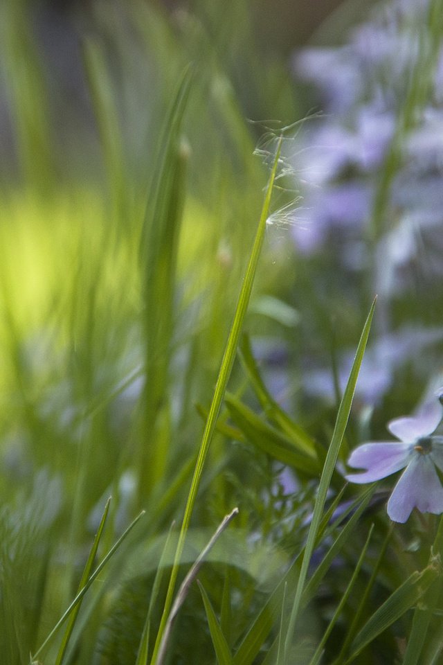Обои цветы, трава, незабудки, flowers, grass, forget-me-nots разрешение 1920x1200 Загрузить