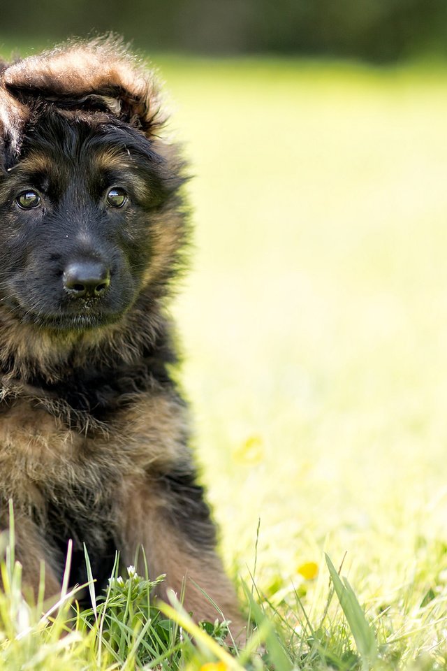 Обои собака, щенок, немецкая овчарка, длинник, dog, puppy, german shepherd, the longitudinal axis of the разрешение 1920x1200 Загрузить