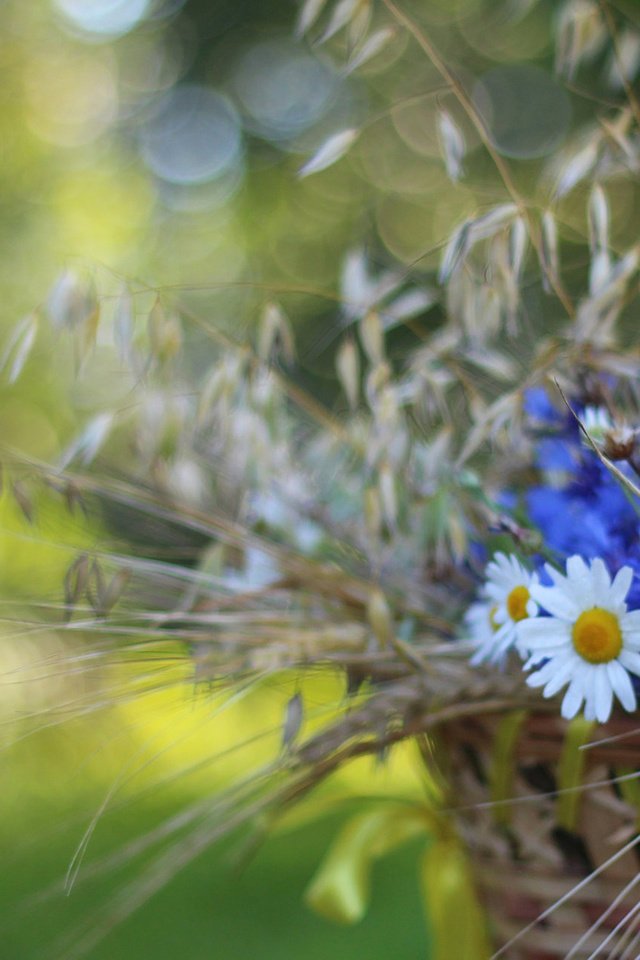 Обои цветы, колоски, ромашки, корзина, васильки, flowers, spikelets, chamomile, basket, cornflowers разрешение 1920x1200 Загрузить