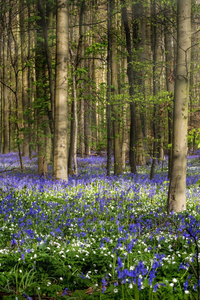 Обои цветы, природа, лес, весна, jean dujardin, flowers, nature, forest, spring разрешение 1920x1080 Загрузить