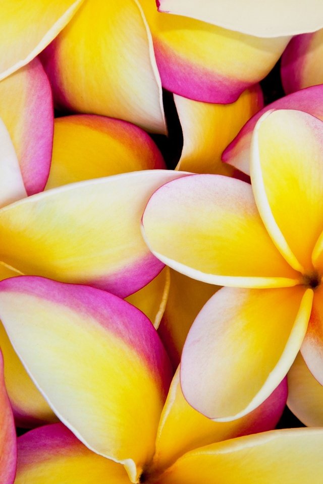 Обои цветы, лепестки, плюмерия, франжипани, flowers, petals, plumeria, frangipani разрешение 1920x1200 Загрузить