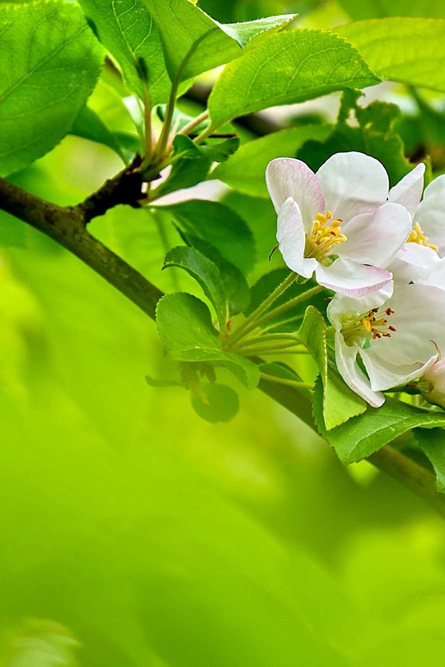 Обои цветы, ветка, цветение, листья, весна, яблоня, flowers, branch, flowering, leaves, spring, apple разрешение 1920x1200 Загрузить