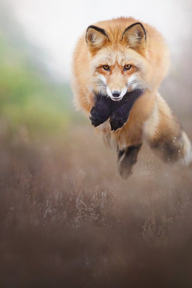 Обои природа, прыжок, лиса, лисица, животное, nature, jump, fox, animal разрешение 1920x1200 Загрузить