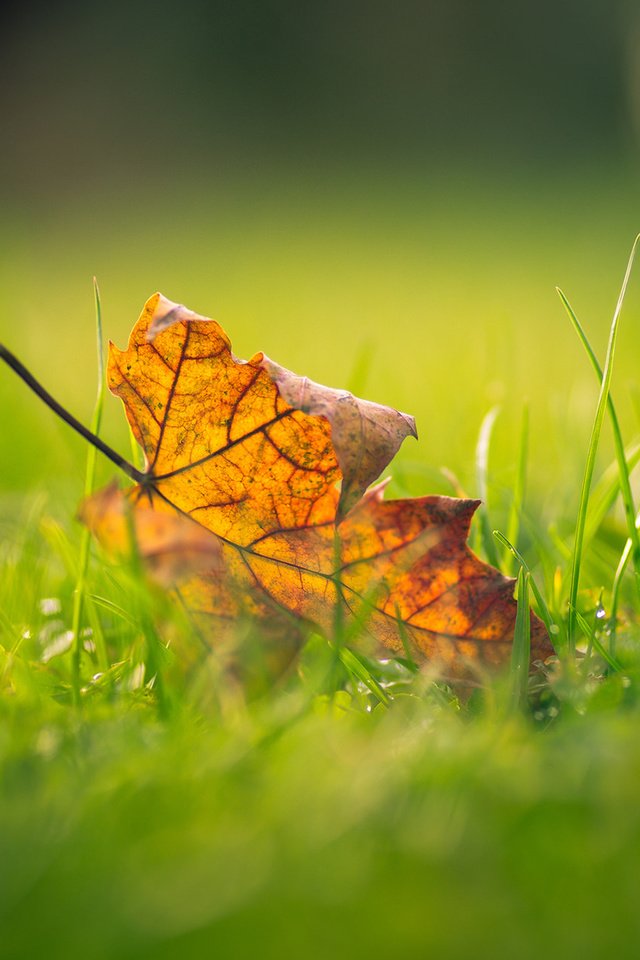 Обои трава, макро, осень, лист, размытость, кленовый лист, grass, macro, autumn, sheet, blur, maple leaf разрешение 1920x1200 Загрузить