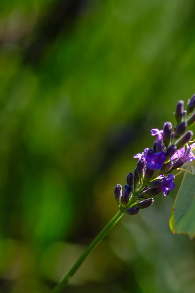 Обои природа, растения, насекомое, фон, цветок, лаванда, бабочка, nature, plants, insect, background, flower, lavender, butterfly разрешение 3090x1868 Загрузить