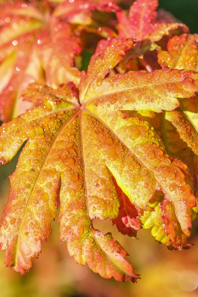 Обои листья, капли, осень, дождь, leaves, drops, autumn, rain разрешение 3641x2705 Загрузить