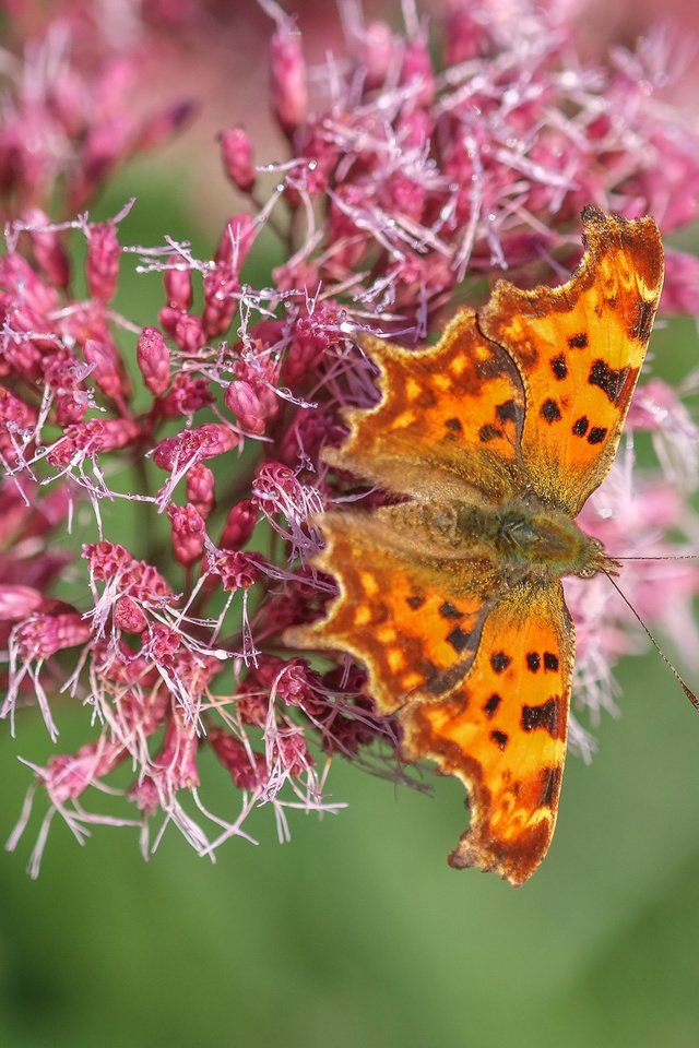 Обои цветы, насекомое, бабочка, крылья, flowers, insect, butterfly, wings разрешение 4896x2760 Загрузить