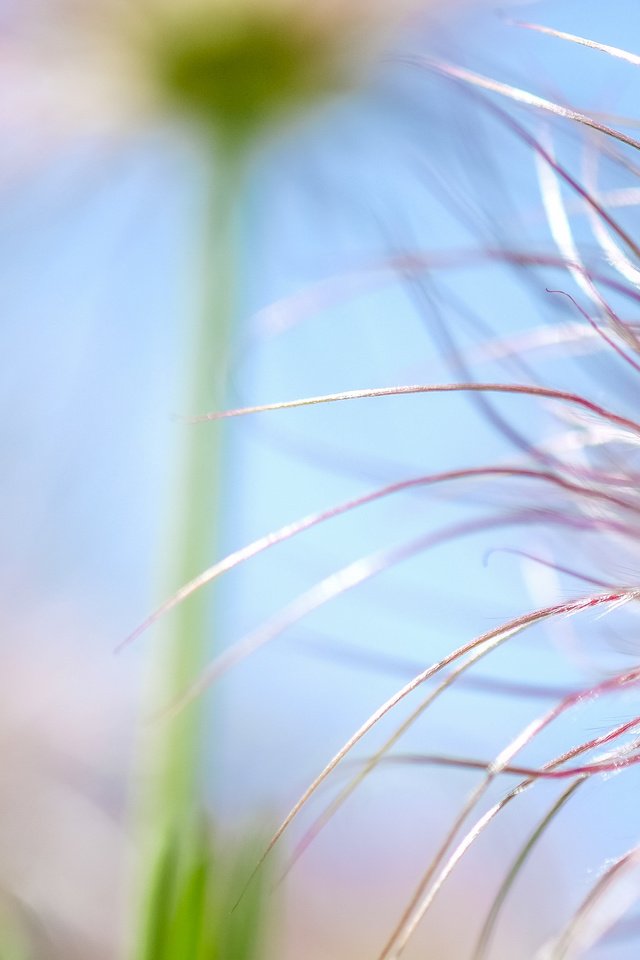 Обои природа, макро, цветок, боке, nature, macro, flower, bokeh разрешение 4896x2760 Загрузить