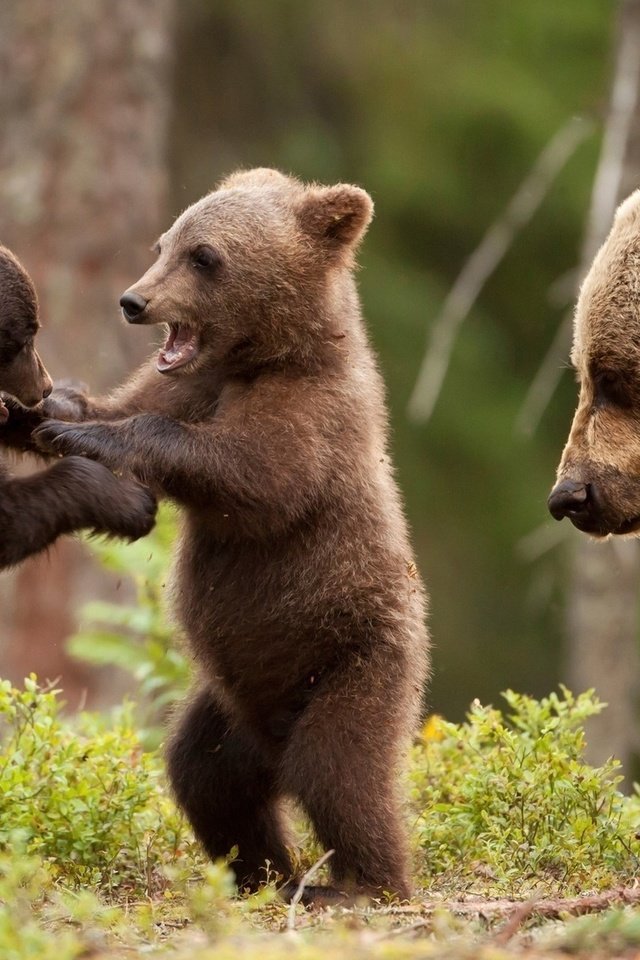 Обои деревья, лес, животные, медвед, медведица, медвежата, trees, forest, animals, bear, bears разрешение 1920x1080 Загрузить