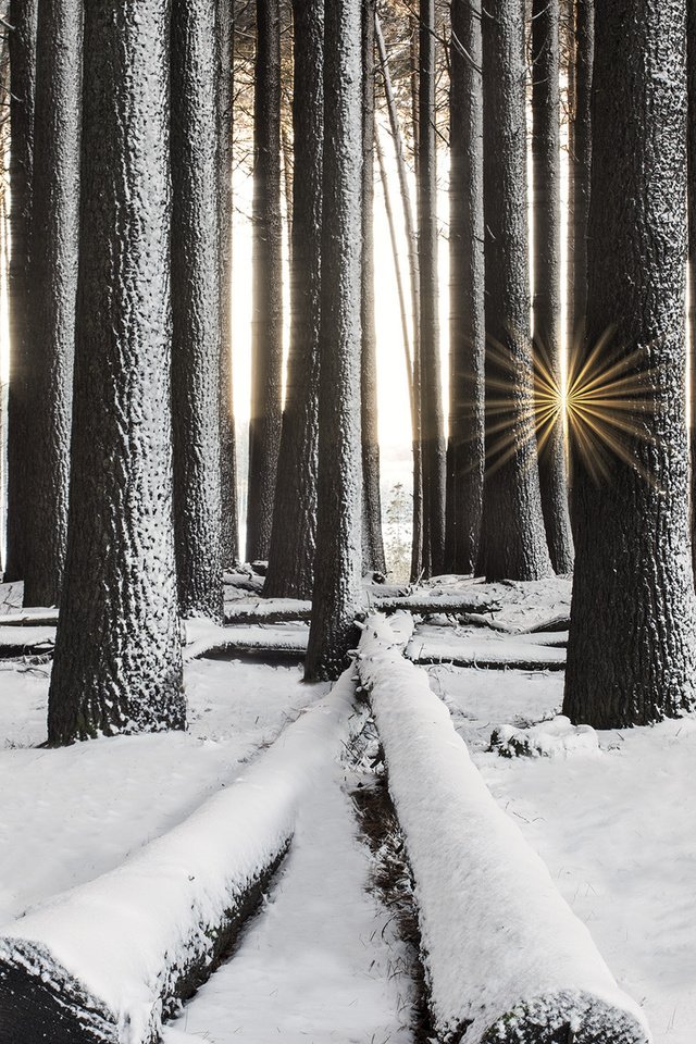 Обои деревья, снег, лес, зима, лучи солнца, стволы, trees, snow, forest, winter, the rays of the sun, trunks разрешение 2000x1335 Загрузить