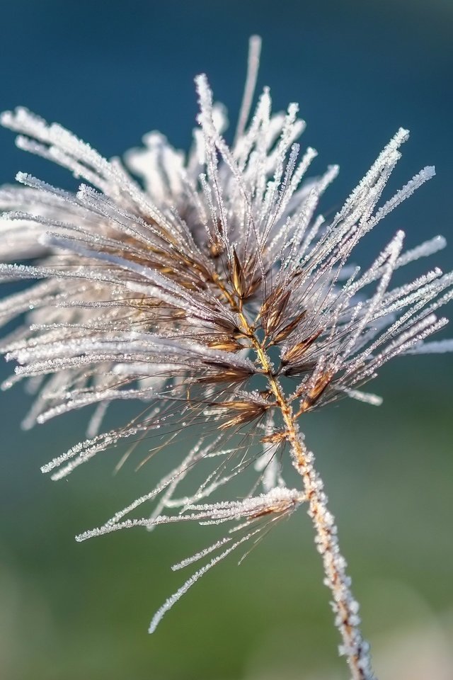 Обои природа, хвоя, макро, иней, растение, nature, needles, macro, frost, plant разрешение 3507x2801 Загрузить