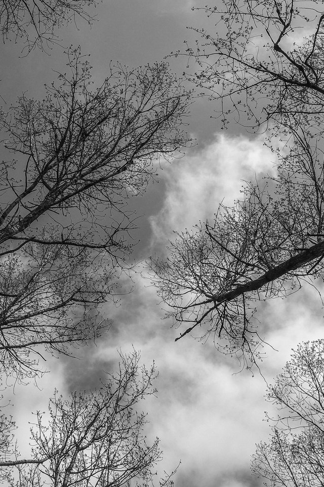 Обои небо, деревья, пейзаж, ветки, ветви, чёрно-белое, the sky, trees, landscape, branches, branch, black and white разрешение 4896x2760 Загрузить