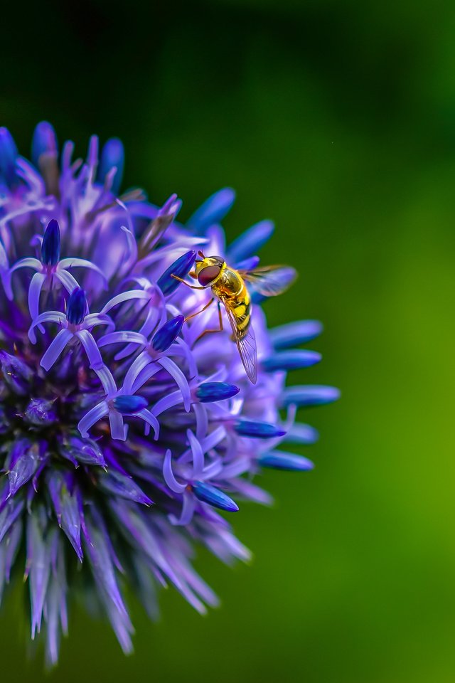 Обои насекомое, цветок, муха, декоративный лук, insect, flower, fly, decorative bow разрешение 3639x2526 Загрузить