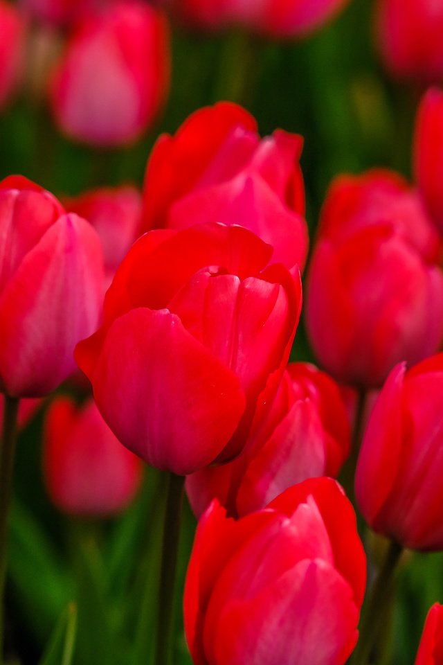 Обои цветы, бутоны, весна, тюльпаны, flowers, buds, spring, tulips разрешение 6000x3376 Загрузить