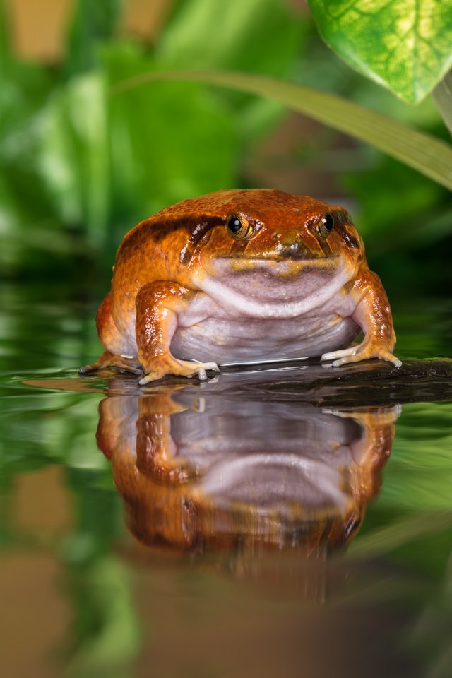 Обои вода, отражение, лягушка, пруд, жаба, water, reflection, frog, pond, toad разрешение 5464x3648 Загрузить