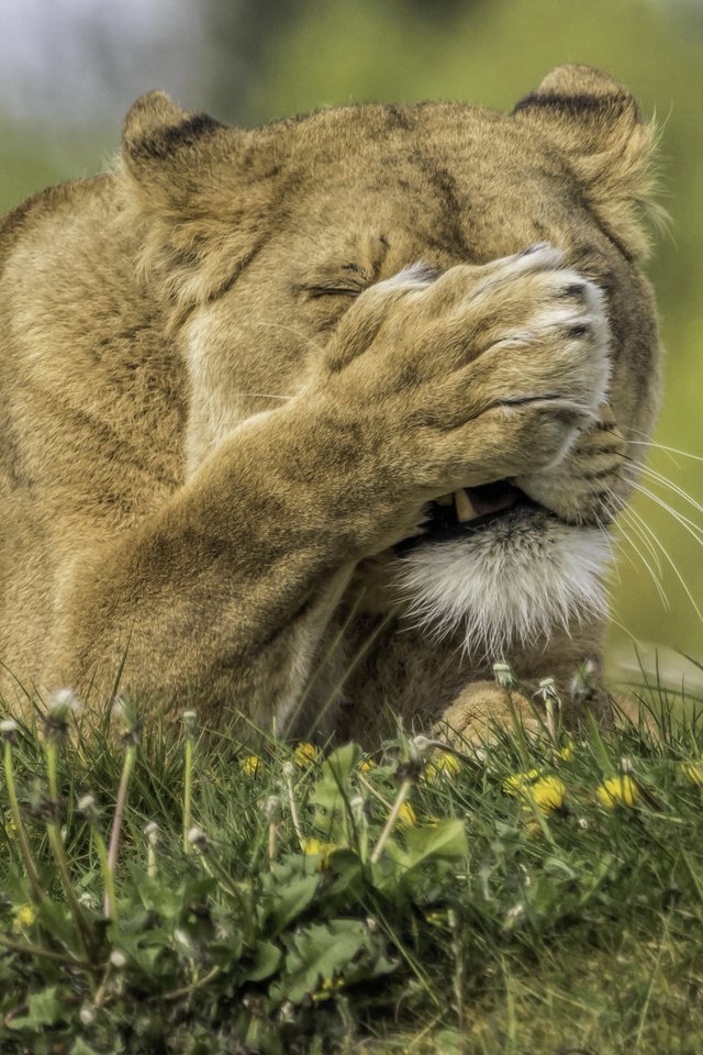 Обои цветы, трава, хищник, одуванчики, лев, лапа, львица, flowers, grass, predator, dandelions, leo, paw, lioness разрешение 2823x2556 Загрузить