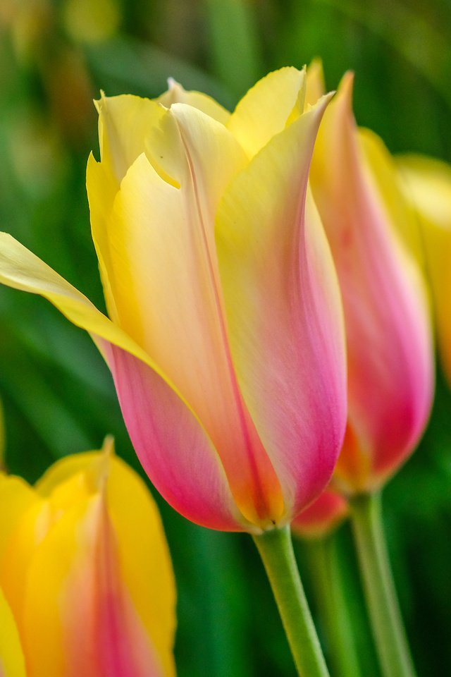 Обои цветы, бутоны, лепестки, весна, тюльпаны, flowers, buds, petals, spring, tulips разрешение 6000x3376 Загрузить
