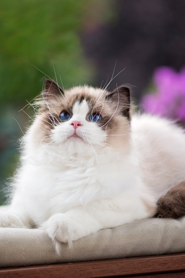 Обои подушки, кошка, взгляд, мордашка, голубые глаза, пушистая, рэгдолл, pillow, cat, look, face, blue eyes, fluffy, ragdoll разрешение 2048x1344 Загрузить