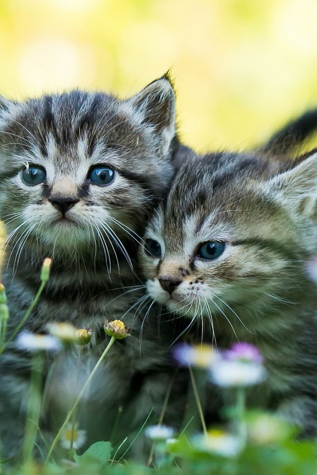 Обои цветы, трава, усы, взгляд, коты, кошки, котята, мордочки, flowers, grass, mustache, look, cats, kittens, faces разрешение 1920x1274 Загрузить