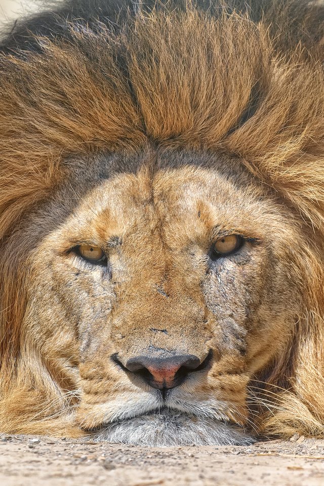 Обои морда, взгляд, хищник, лев, дикая кошка, face, look, predator, leo, wild cat разрешение 2048x1639 Загрузить