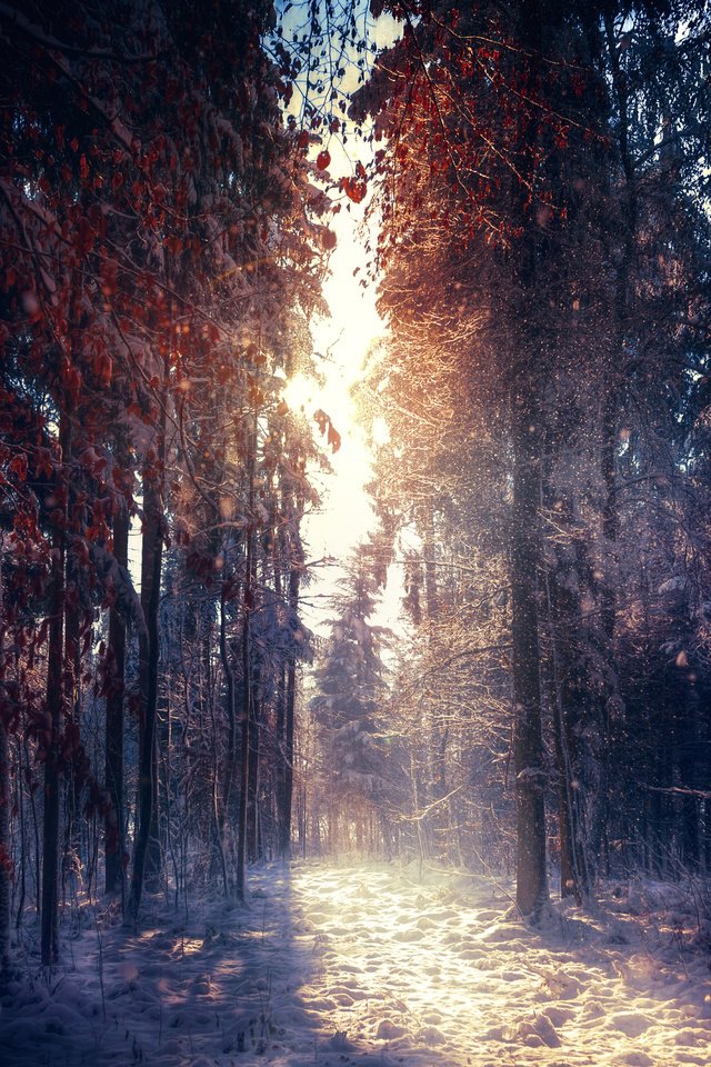 Обои деревья, снег, природа, лес, зима, утро, туман, солнечные лучи, trees, snow, nature, forest, winter, morning, fog, the sun's rays разрешение 5616x3381 Загрузить