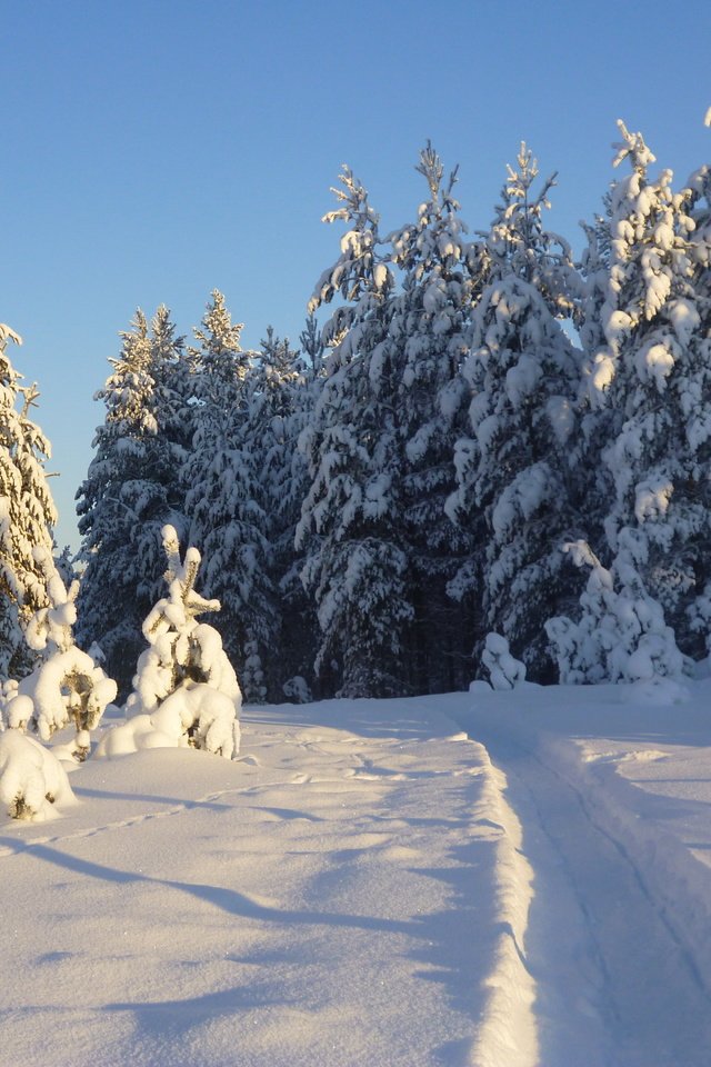 Обои деревья, снег, природа, лес, зима, тропинка, следы, trees, snow, nature, forest, winter, path, traces разрешение 4320x3240 Загрузить